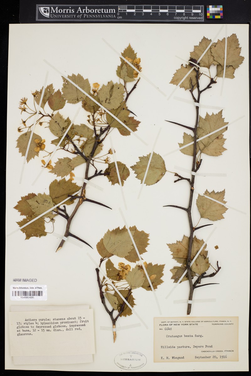 Beadle's Hawthorn