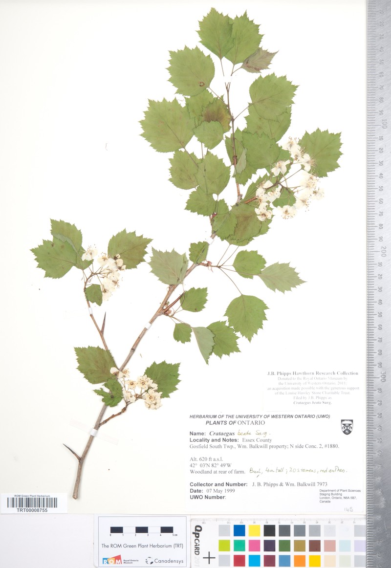 Dunbar's Hawthorn