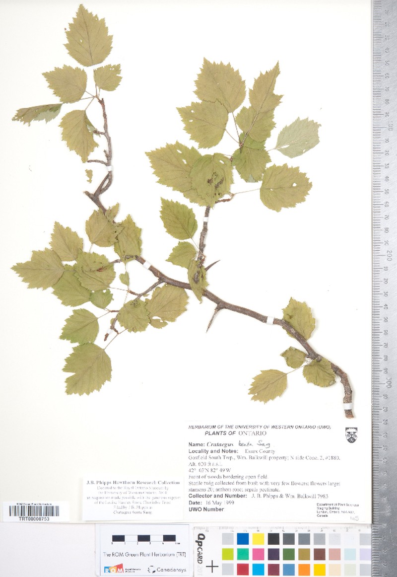 Dunbar's Hawthorn photo 3