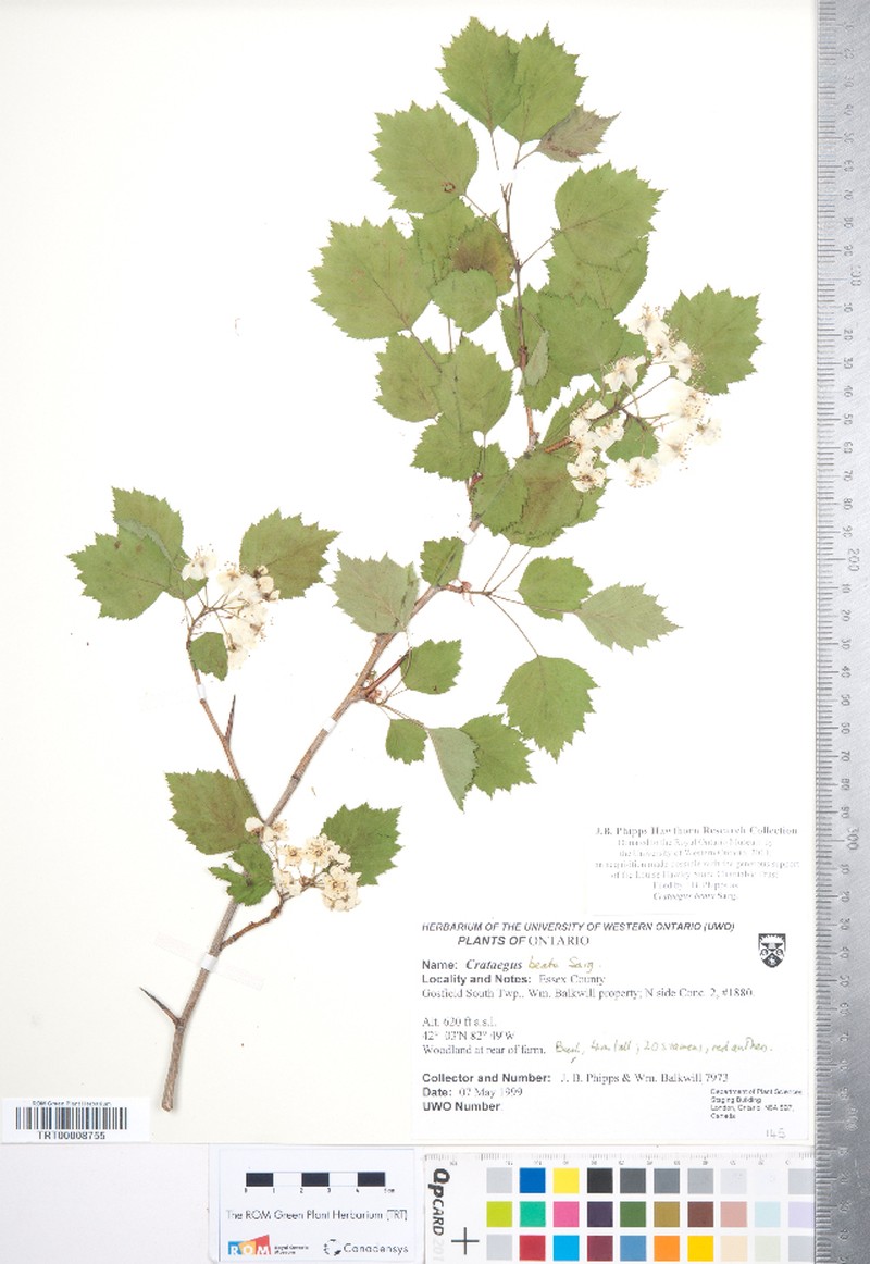 Dunbar's Hawthorn photo 4