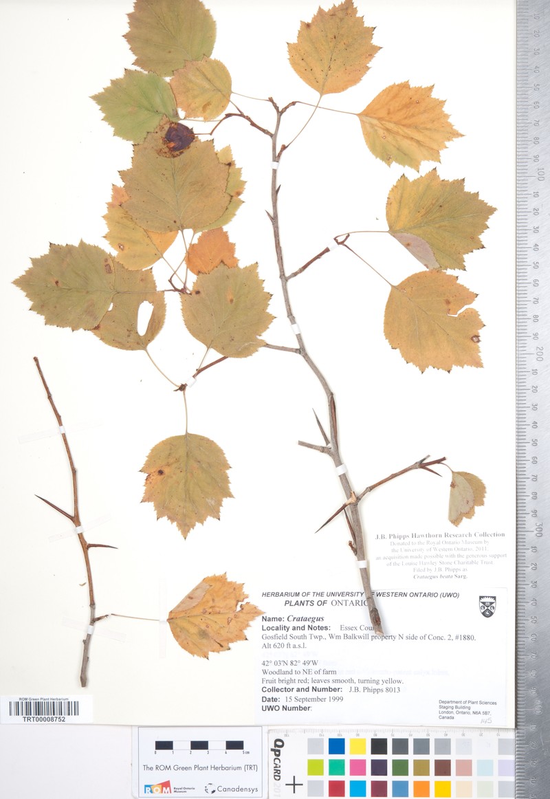 Dunbar's Hawthorn photo 5
