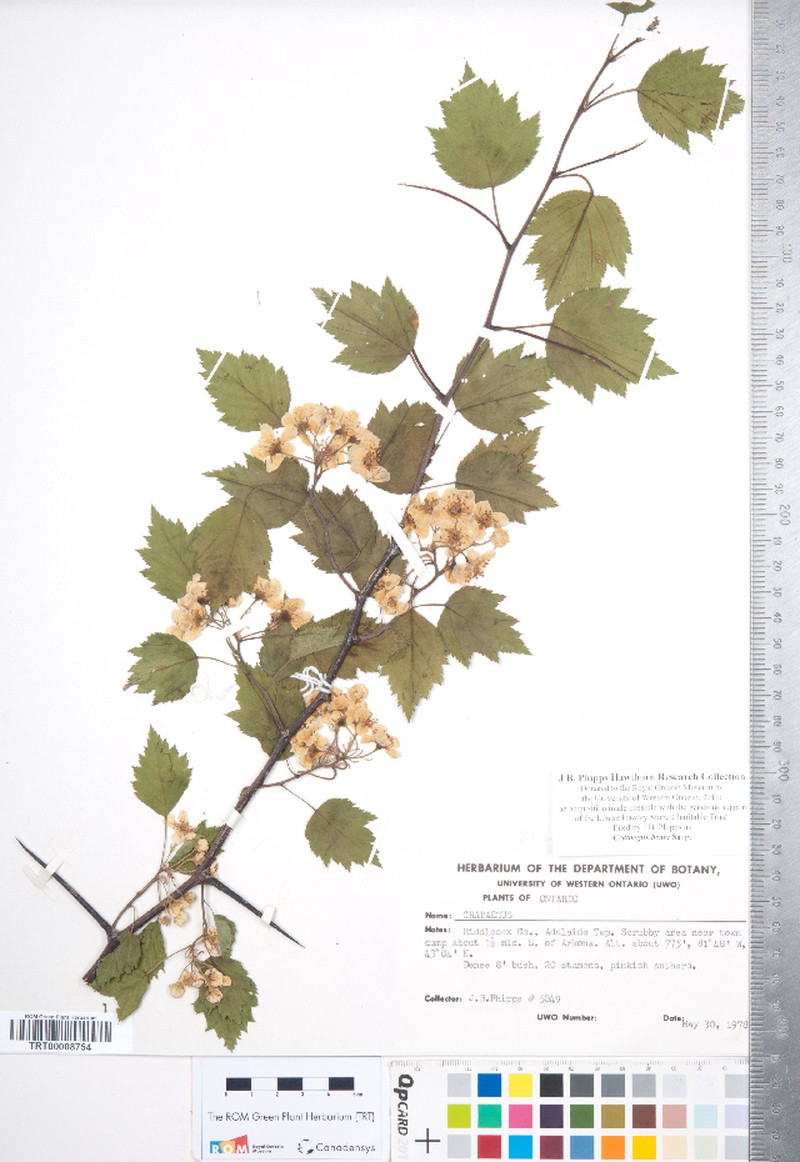 Dunbar's Hawthorn photo 7