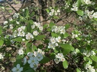 Barberry Hawthorn