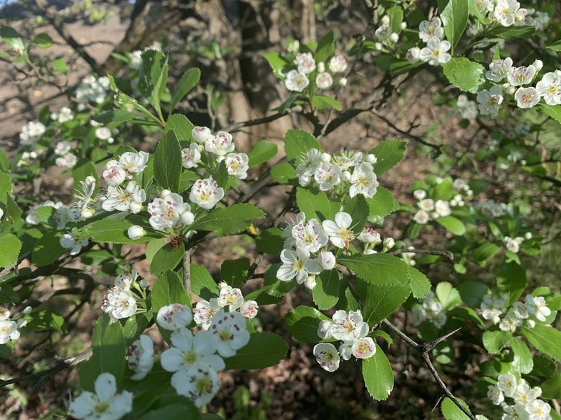 Barberry Hawthorn