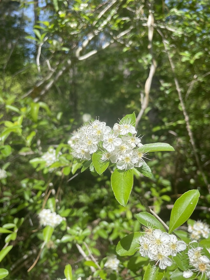 Barberry Hawthorn photo 4
