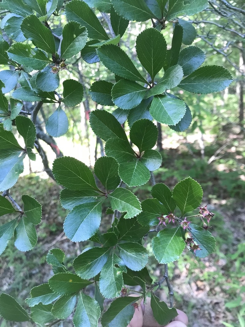Barberry Hawthorn photo 5