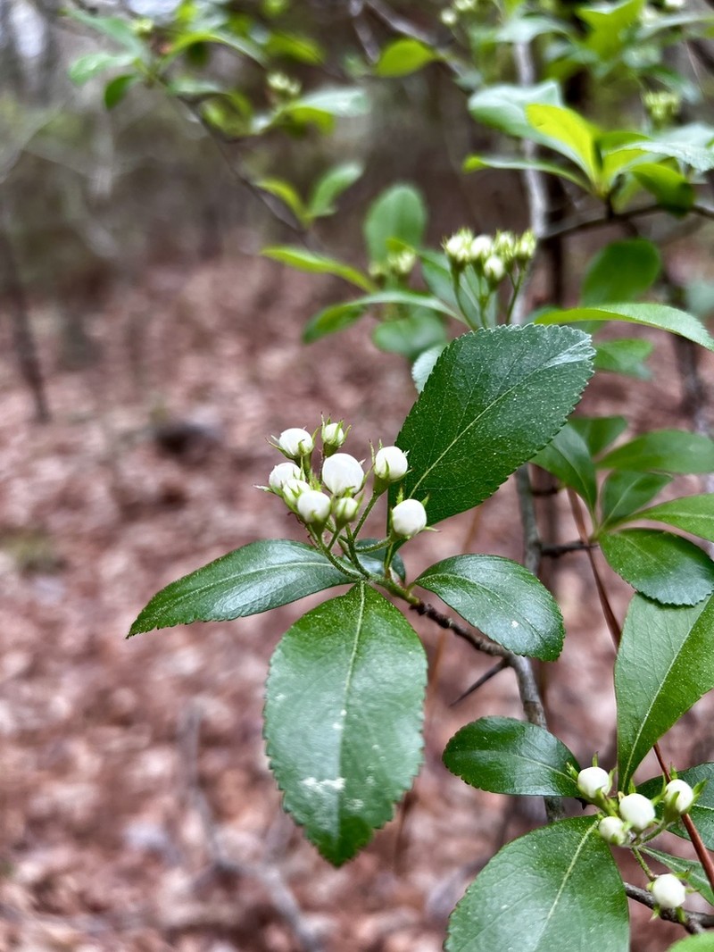 Barberry Hawthorn photo 6