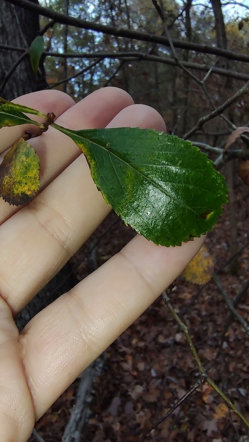 Barberry Hawthorn photo 7