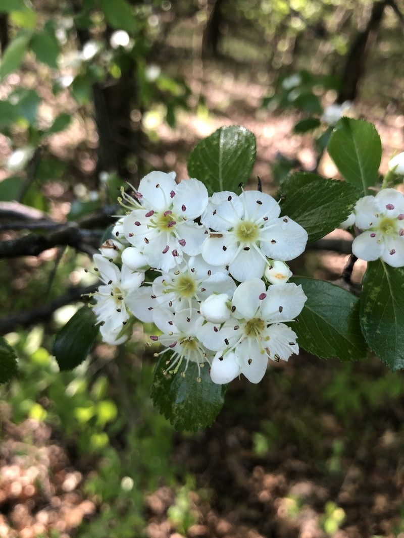 Barberry Hawthorn photo 8