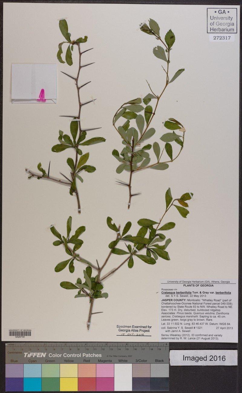 Crataegus berberifolia var. berberifolia