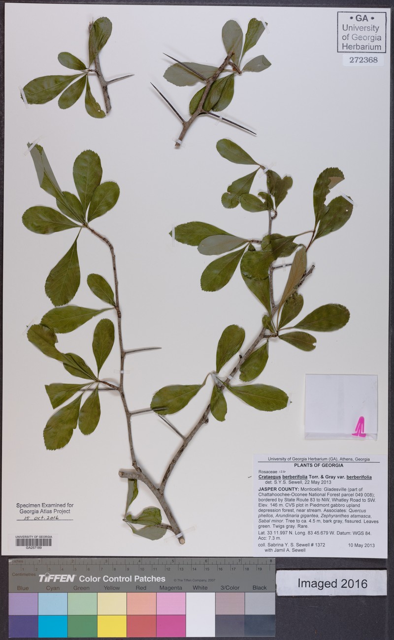 Crataegus berberifolia var. berberifolia photo 2