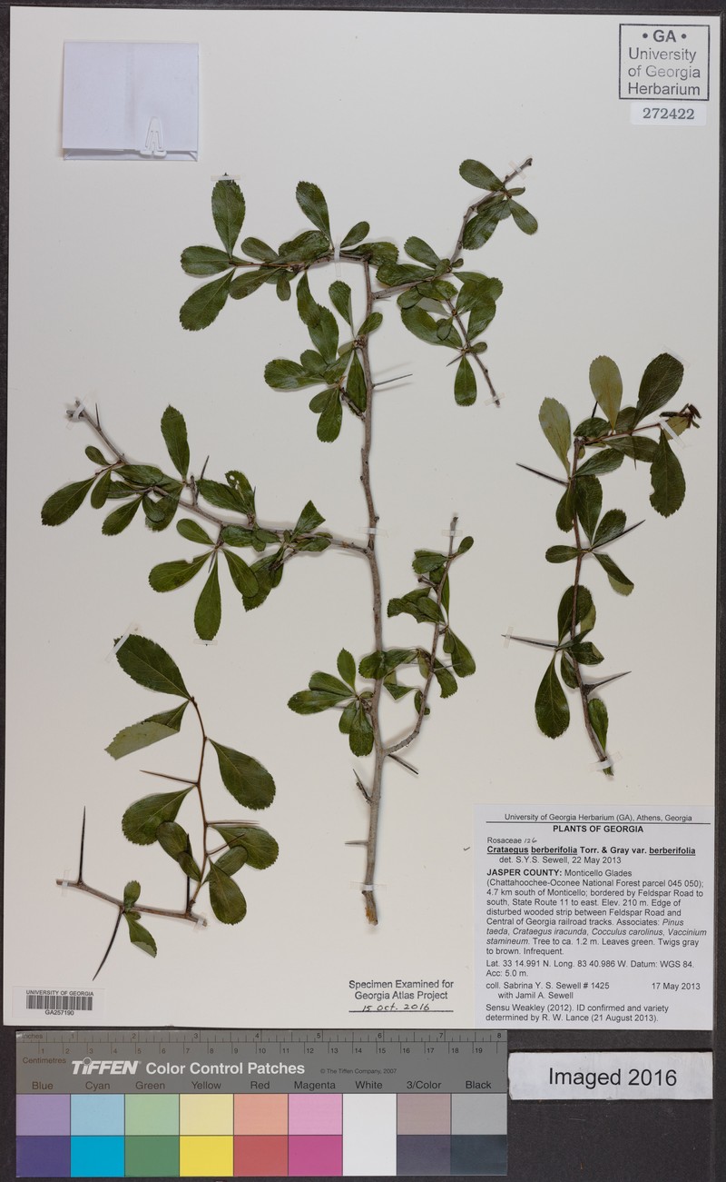 Crataegus berberifolia var. berberifolia photo 3