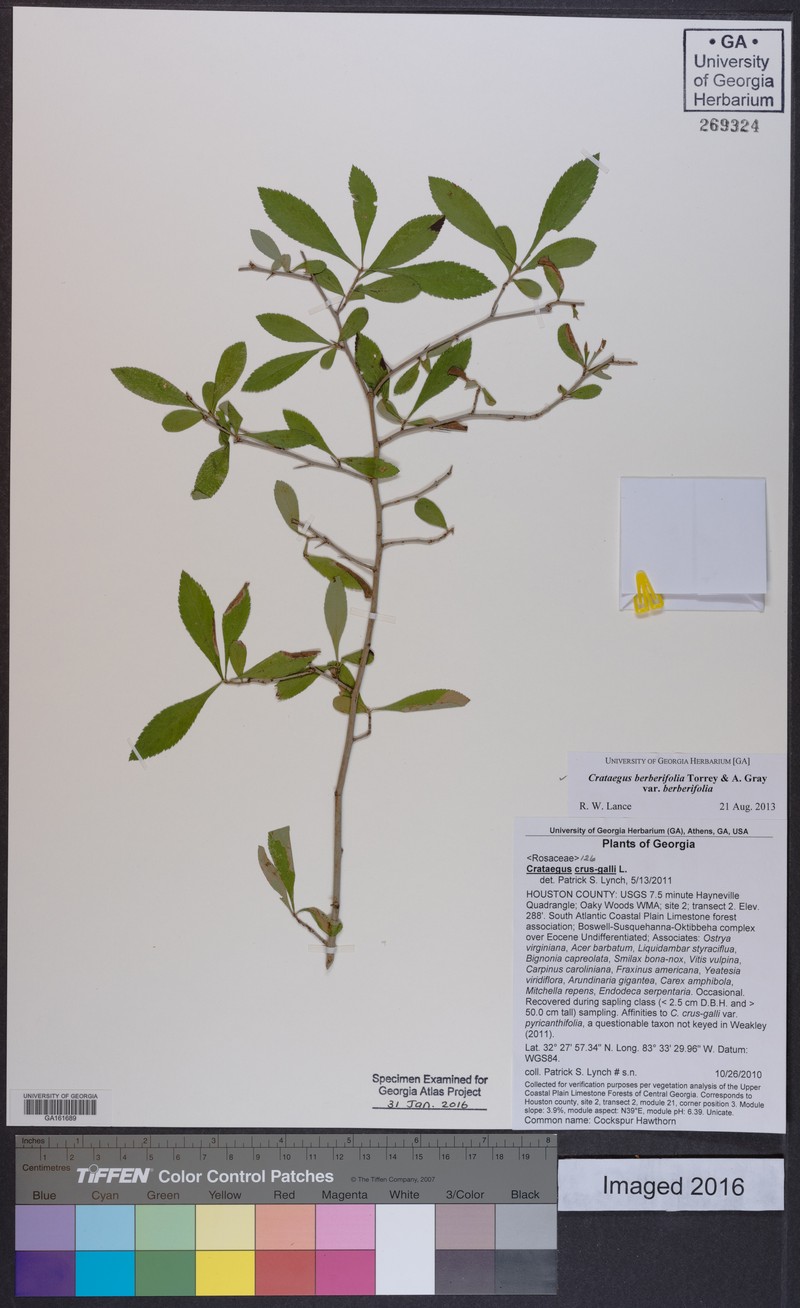 Crataegus berberifolia var. berberifolia photo 4