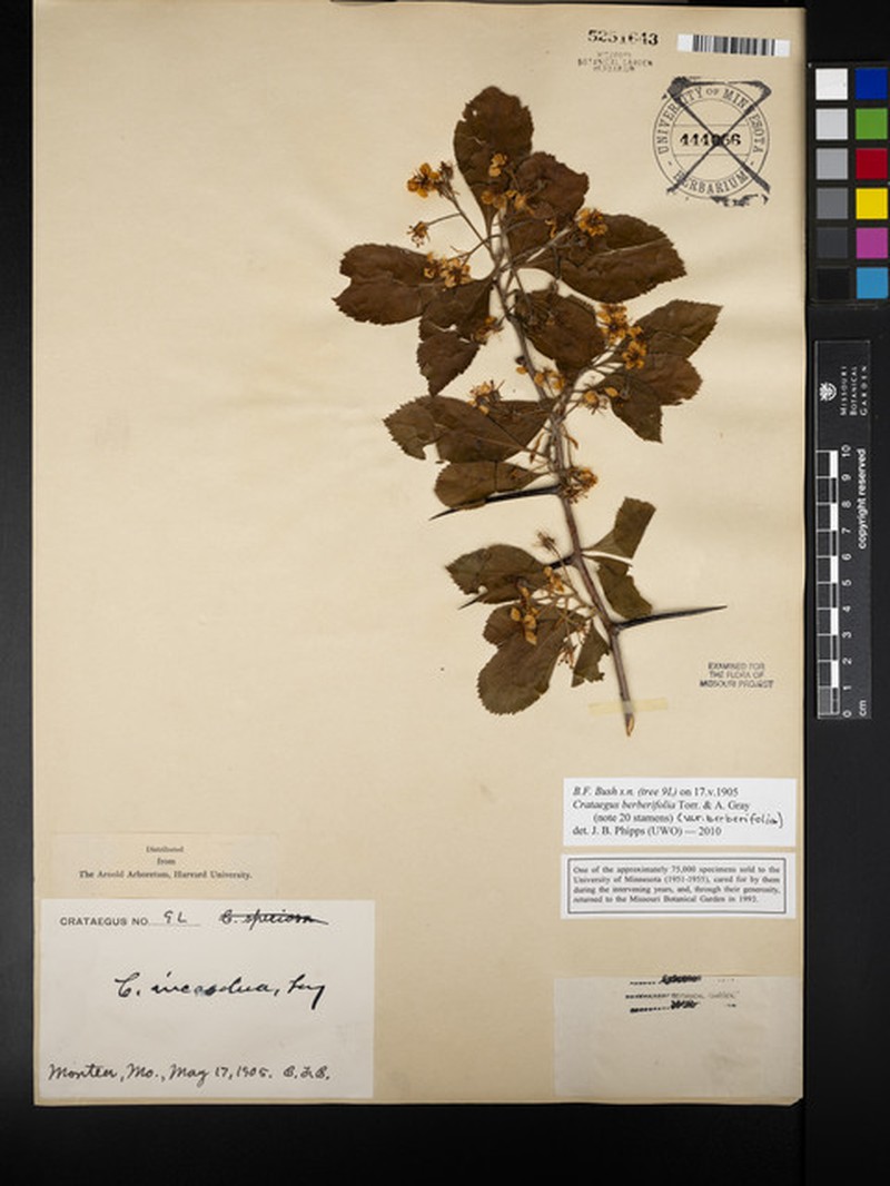 Crataegus berberifolia var. berberifolia photo 5