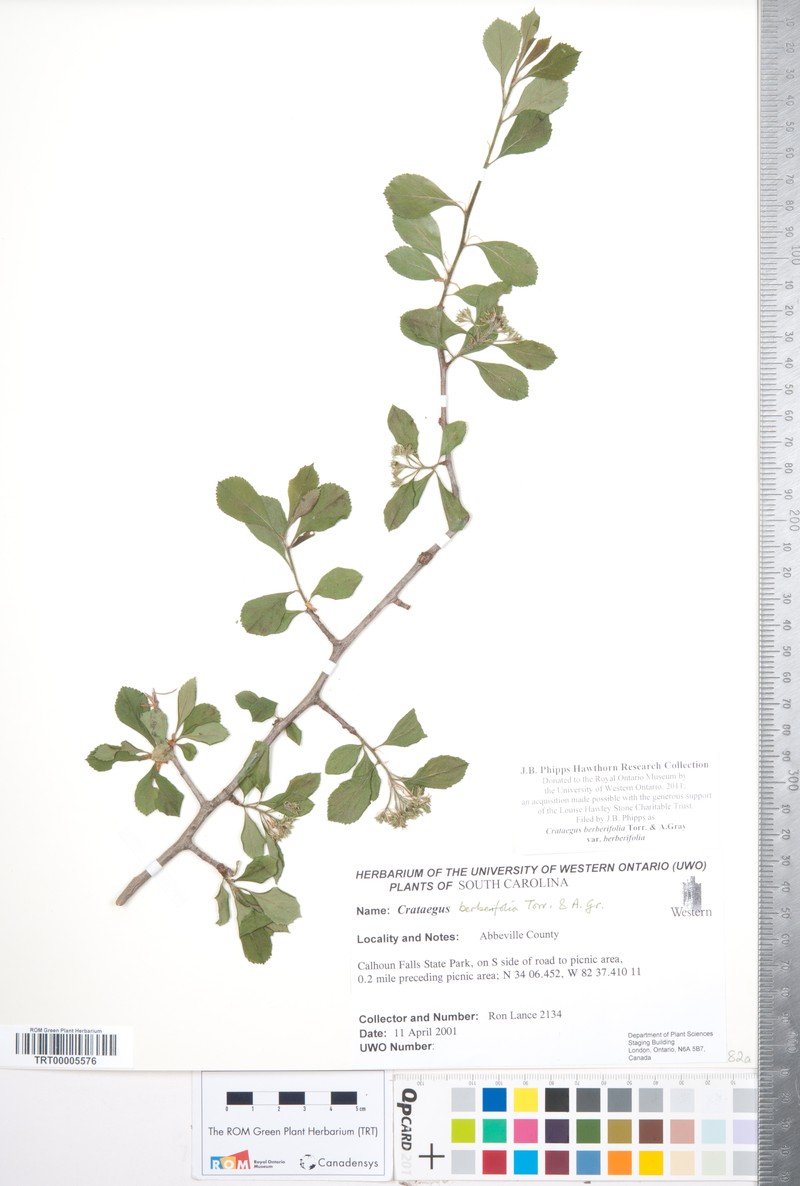 Crataegus berberifolia var. berberifolia