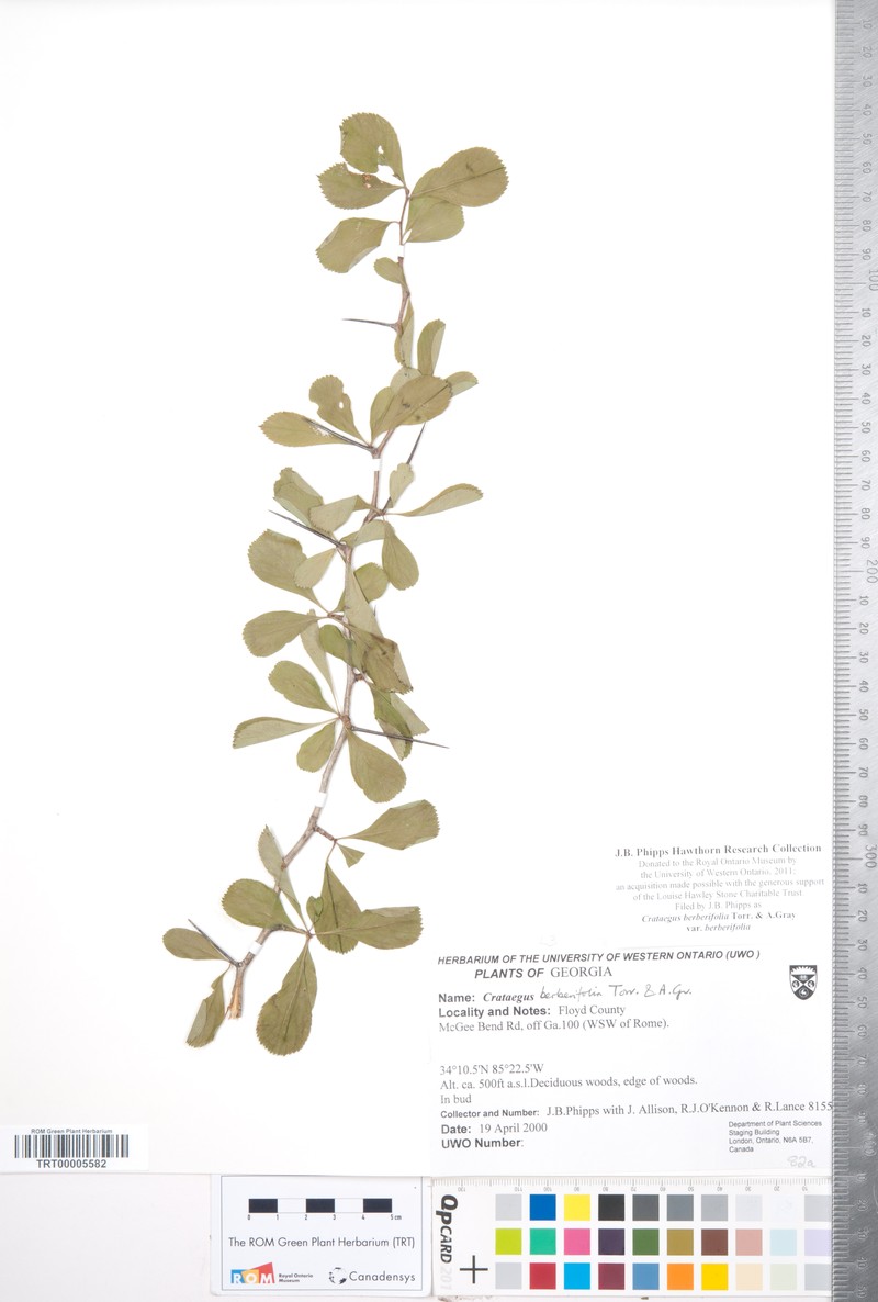 Crataegus berberifolia var. berberifolia photo 2