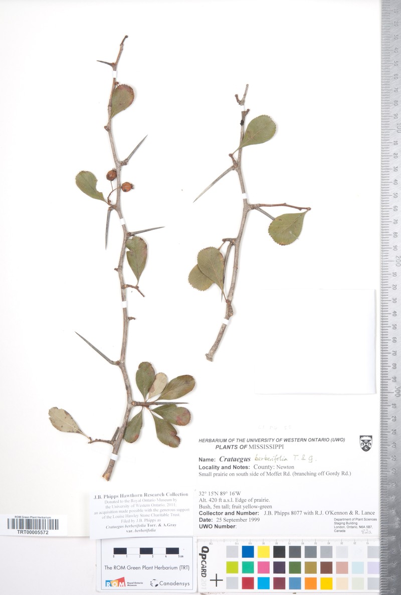 Crataegus berberifolia var. berberifolia photo 3