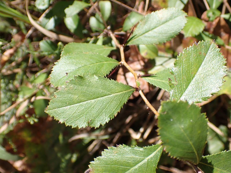 Engelmann's Hawthorn