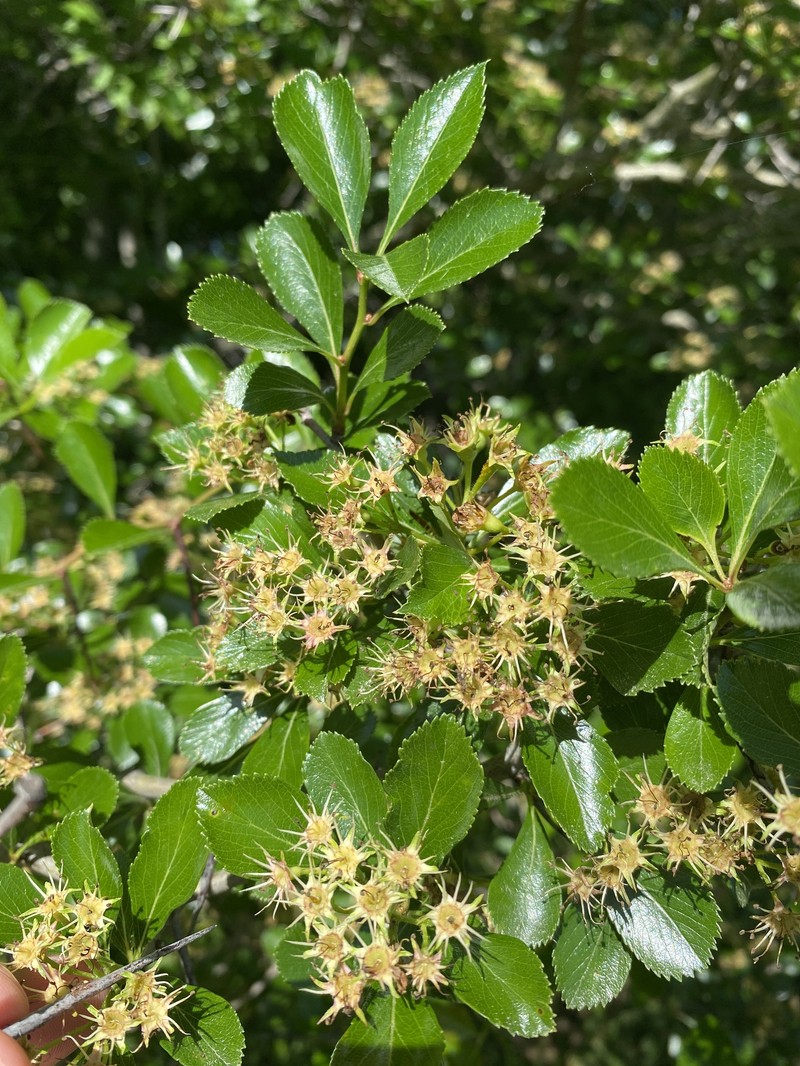 Engelmann's Hawthorn photo 2