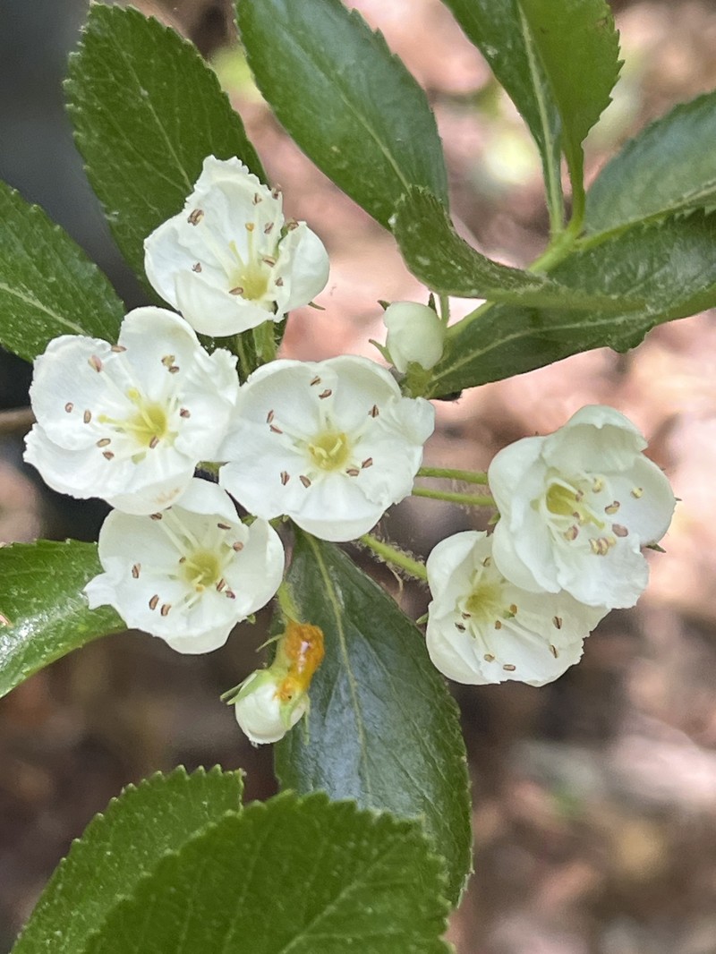 Engelmann's Hawthorn photo 3