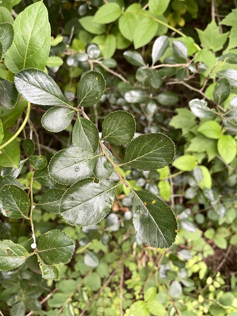 Engelmann's Hawthorn photo 5