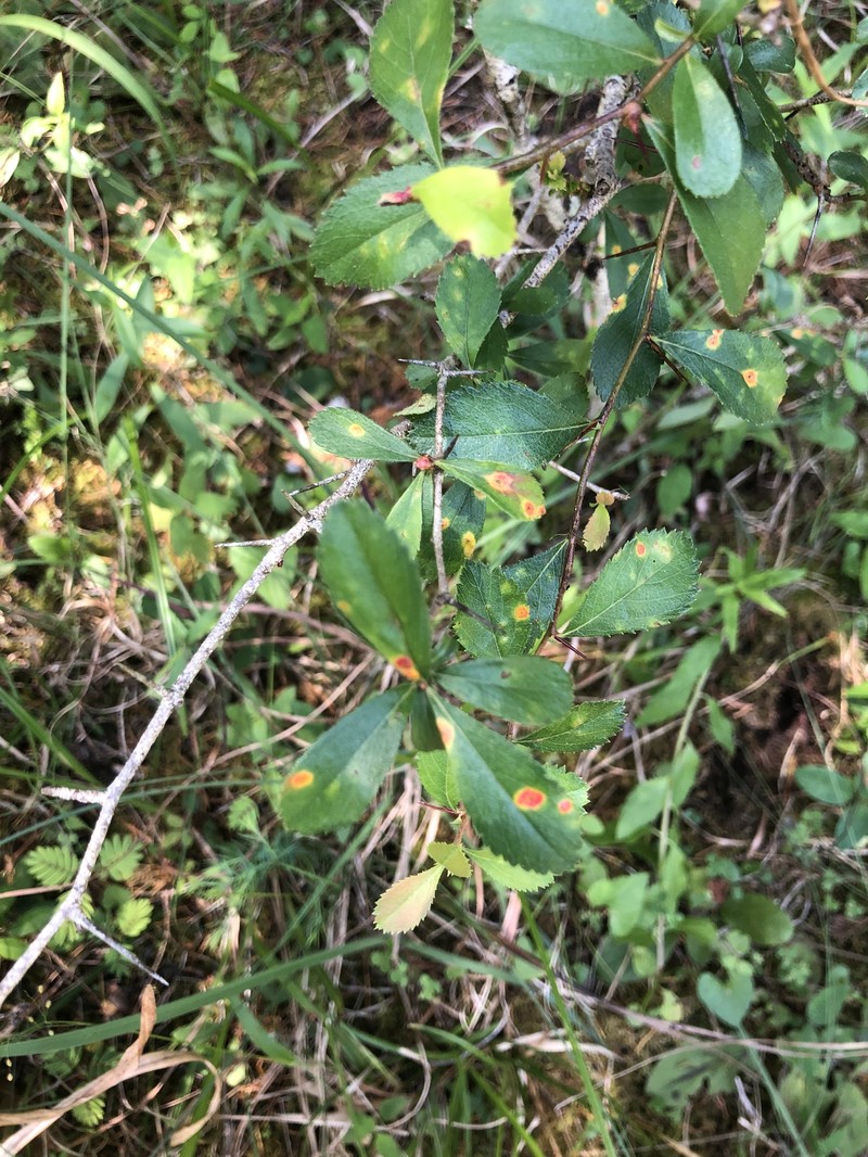 Engelmann's Hawthorn photo 7