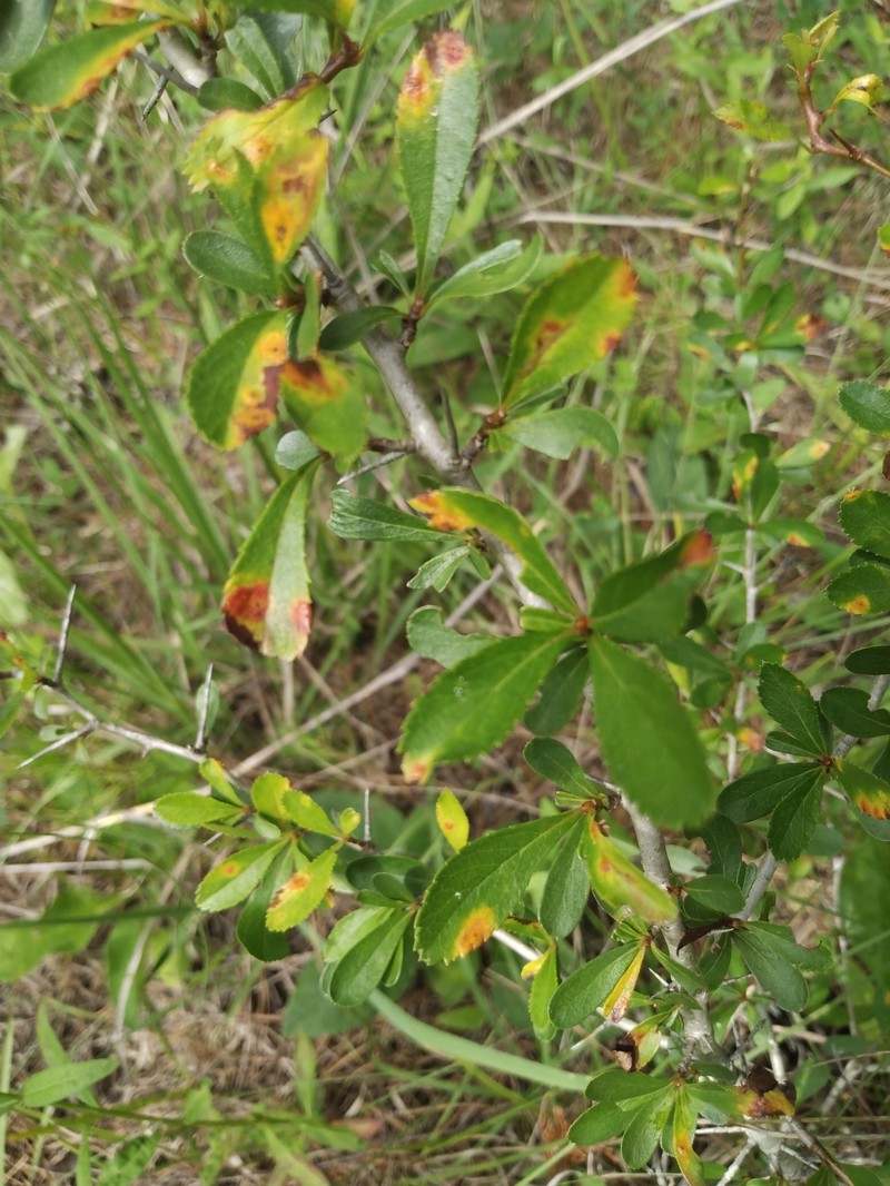 Engelmann's Hawthorn photo 8