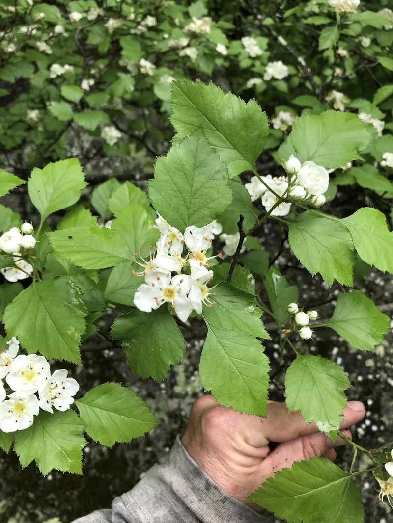 Crataegus biltmoreana