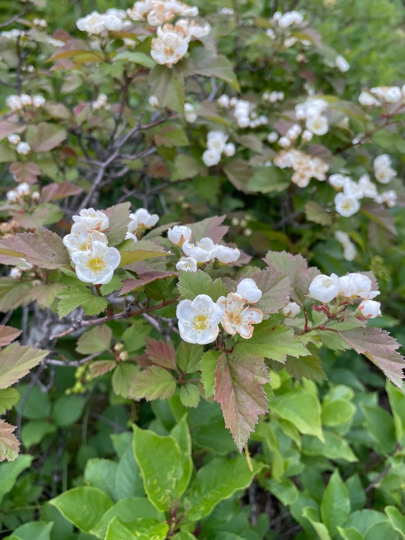 Crataegus biltmoreana photo 2