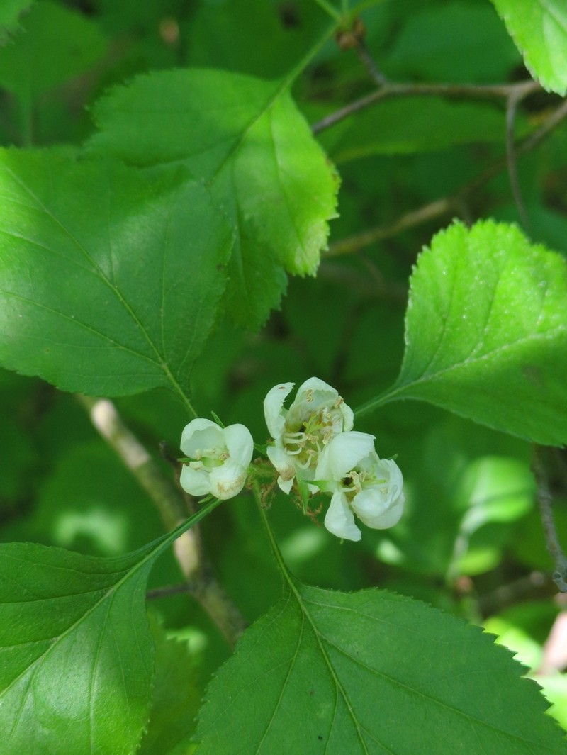 Crataegus biltmoreana photo 3
