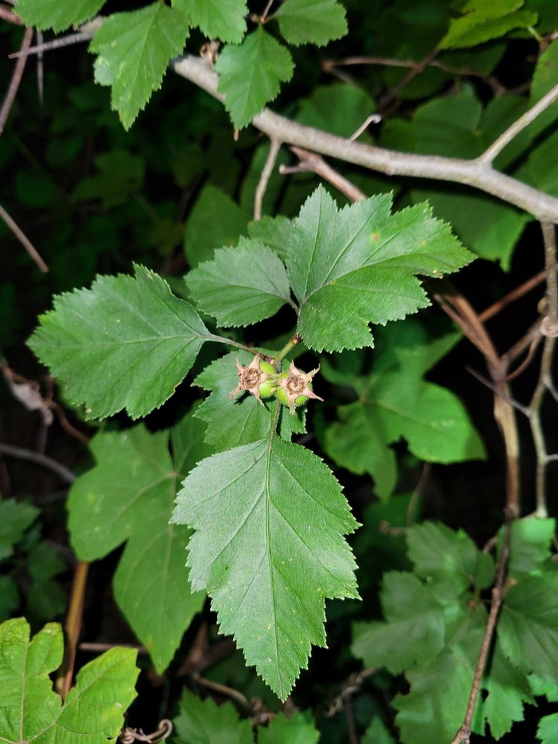 Crataegus biltmoreana photo 5