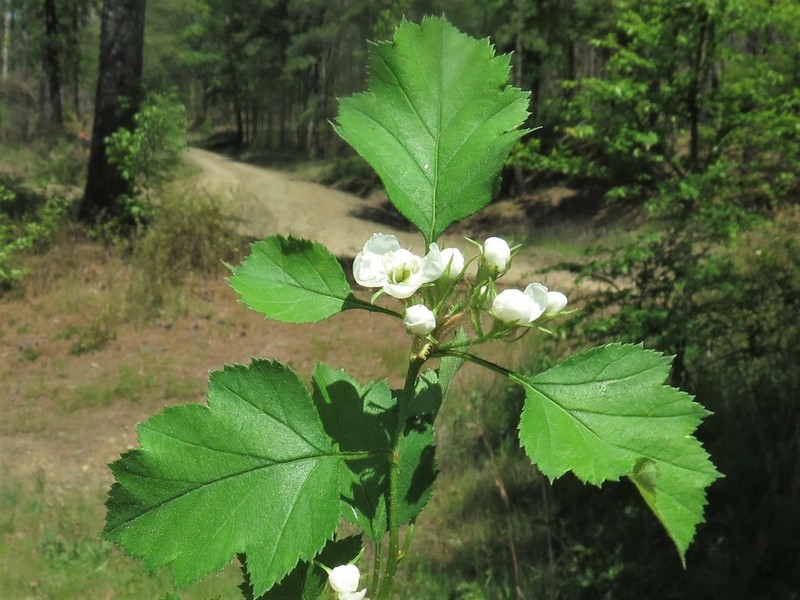 Crataegus biltmoreana photo 6