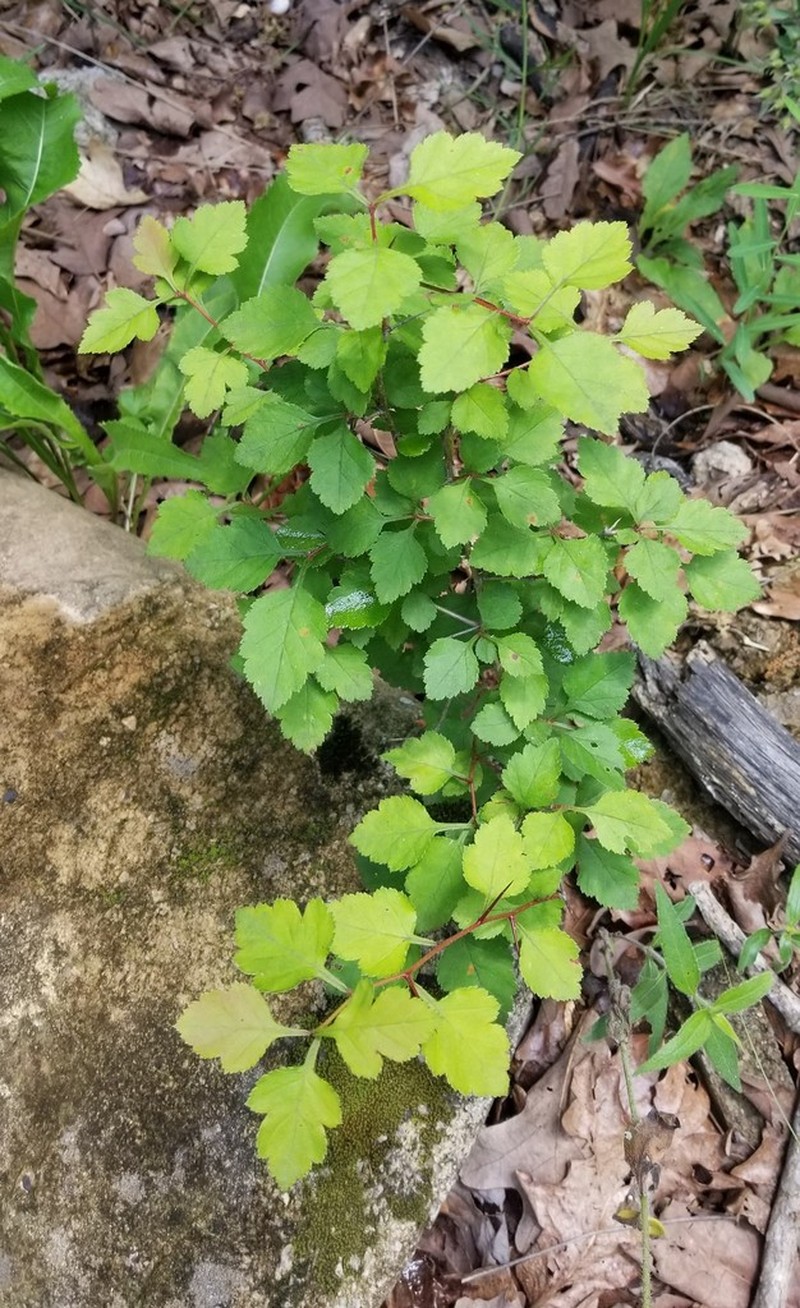 Crataegus biltmoreana photo 7