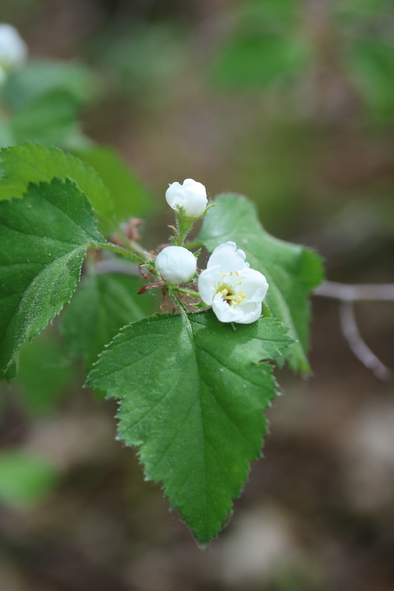 Crataegus biltmoreana photo 8