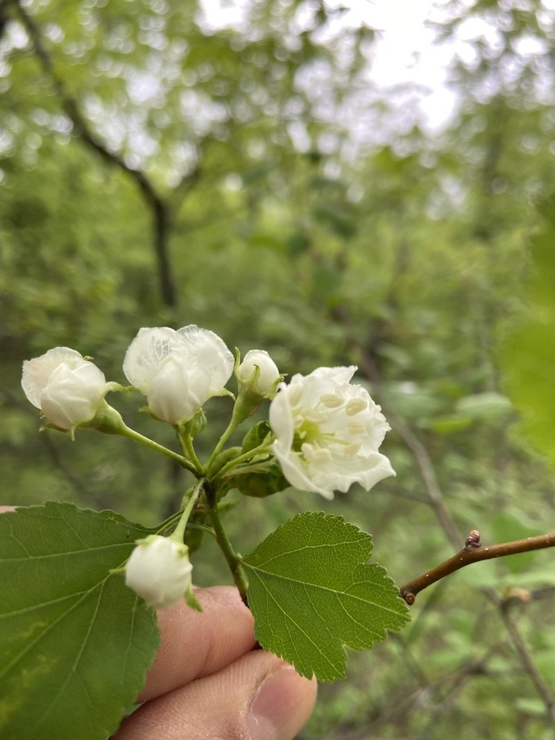 Crataegus boyntonii photo 2