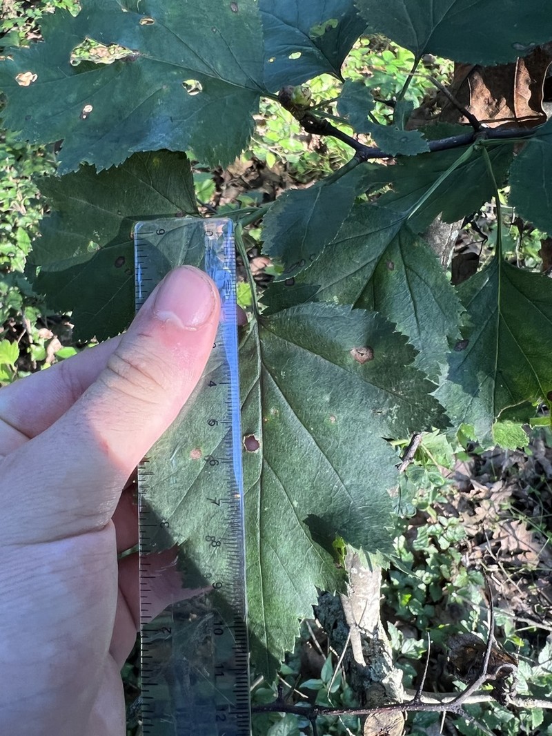 Crataegus boyntonii photo 3