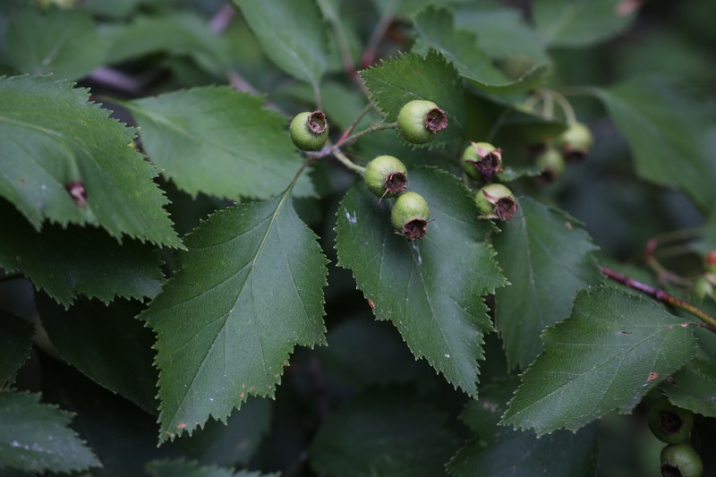 Crataegus boyntonii photo 4