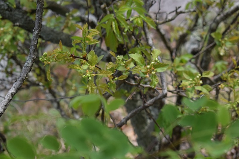 Crataegus boyntonii photo 6