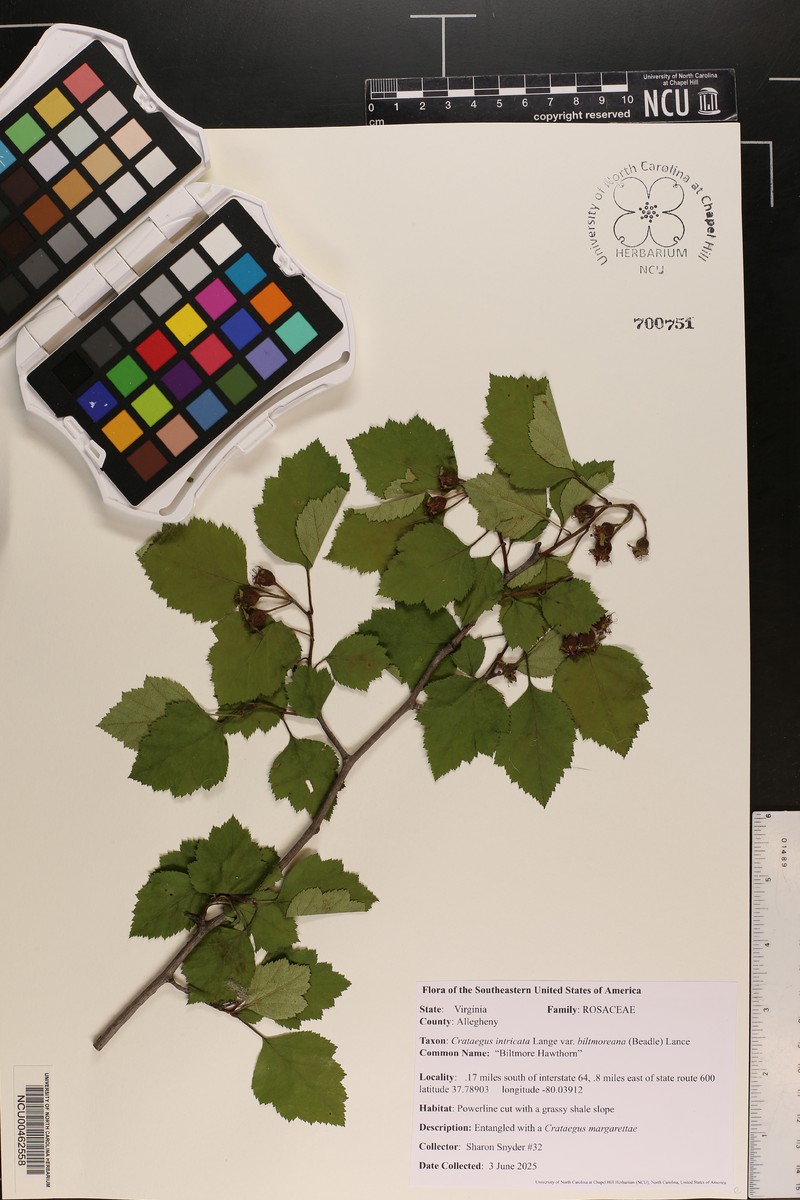 Crataegus boyntonii photo 7
