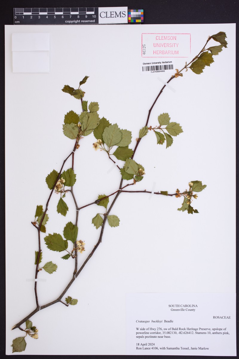 Crataegus boyntonii photo 8