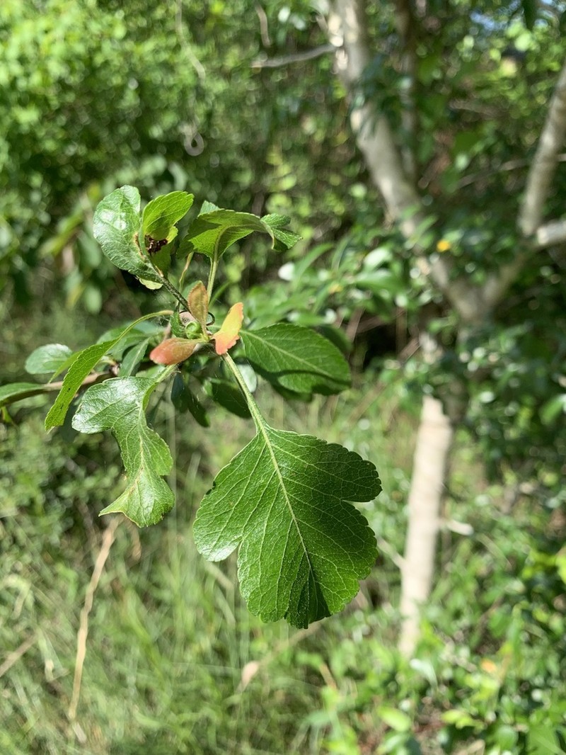 Blueberry Hawthorn