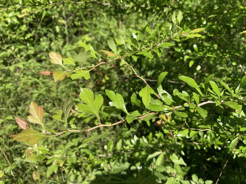Blueberry Hawthorn photo 2
