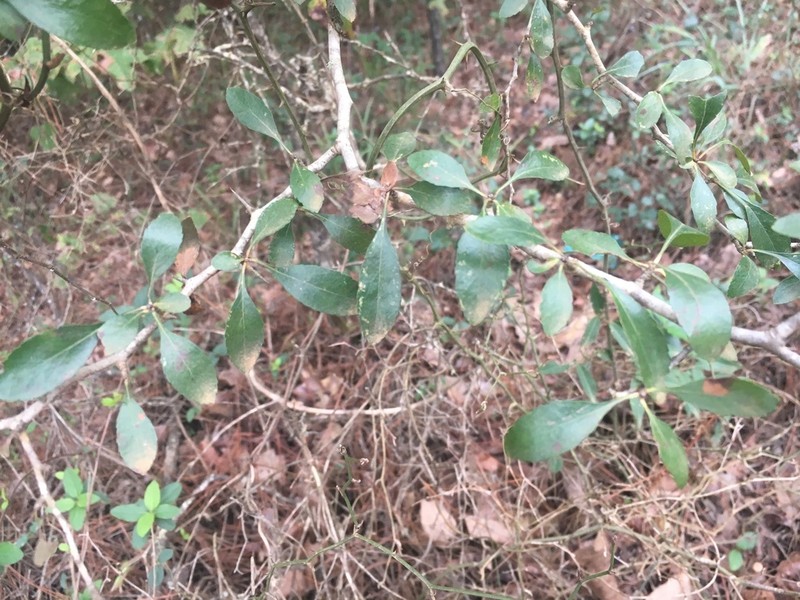 Blueberry Hawthorn photo 3