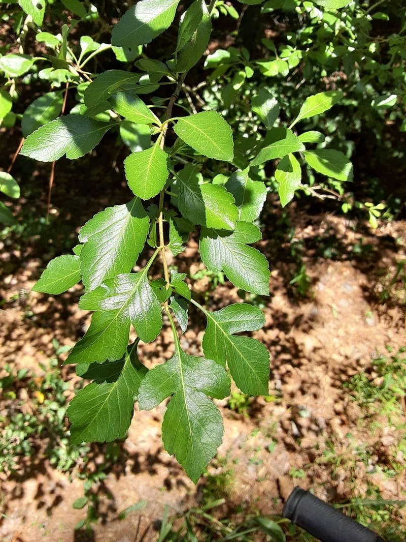 Blueberry Hawthorn photo 4