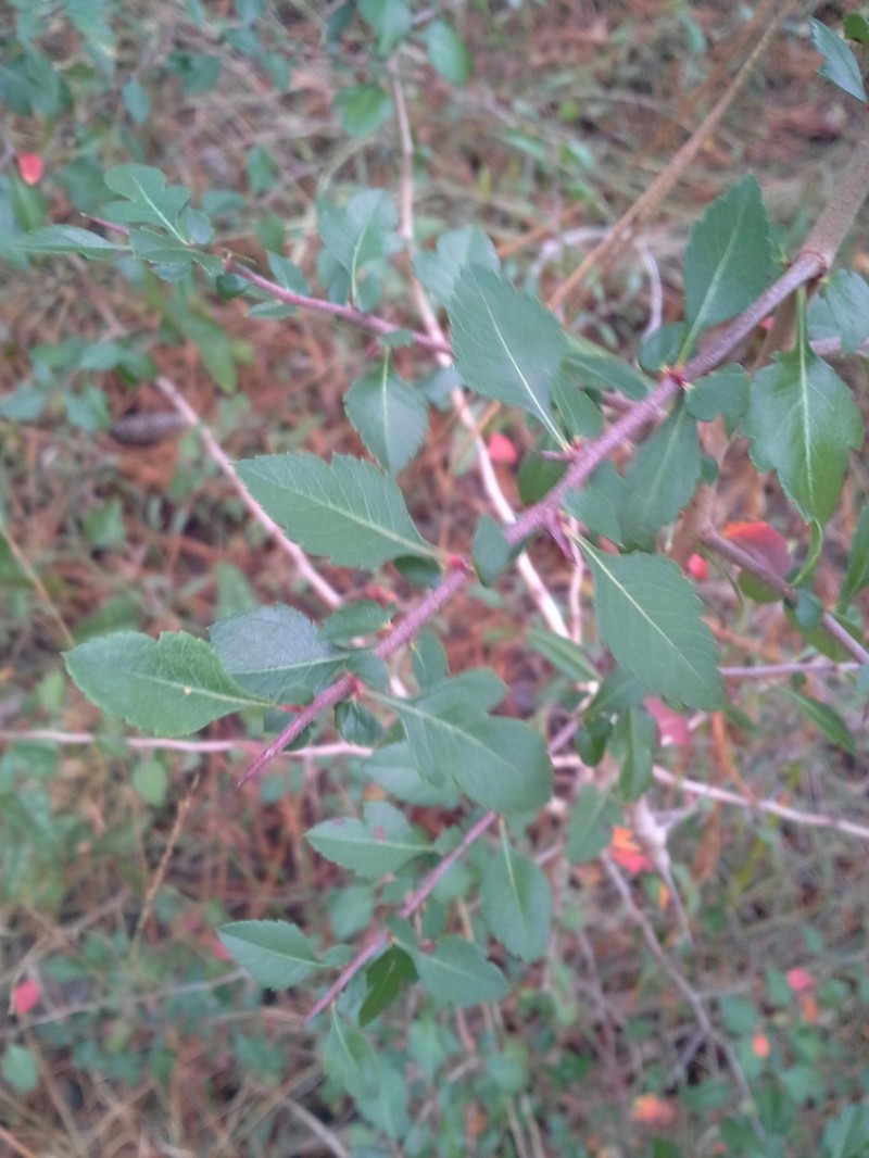 Blueberry Hawthorn photo 5