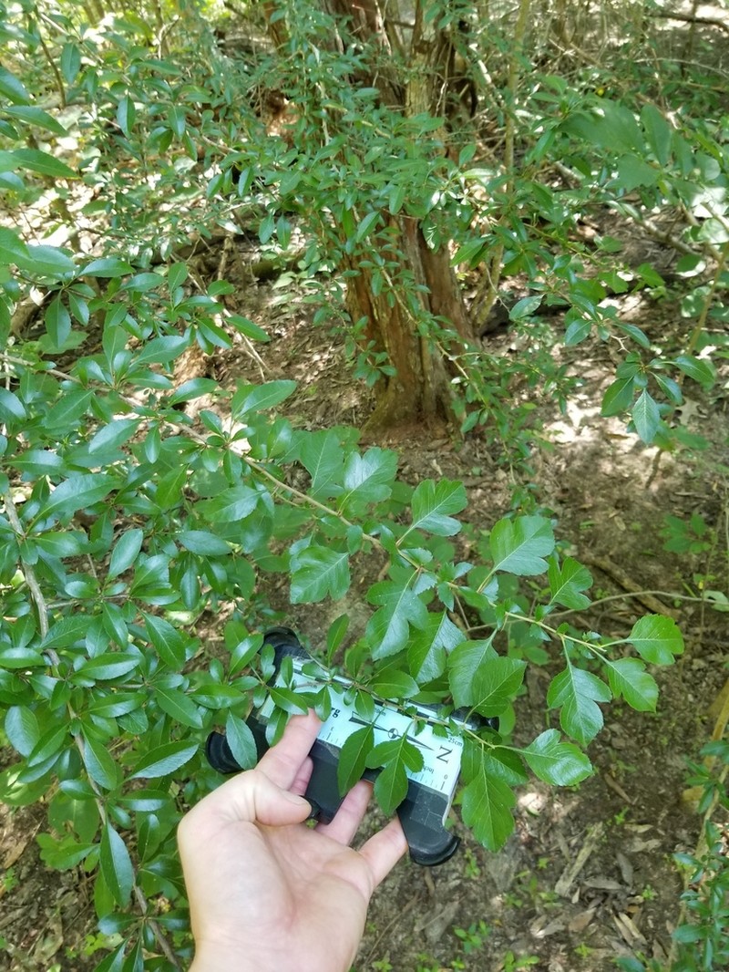 Blueberry Hawthorn photo 6