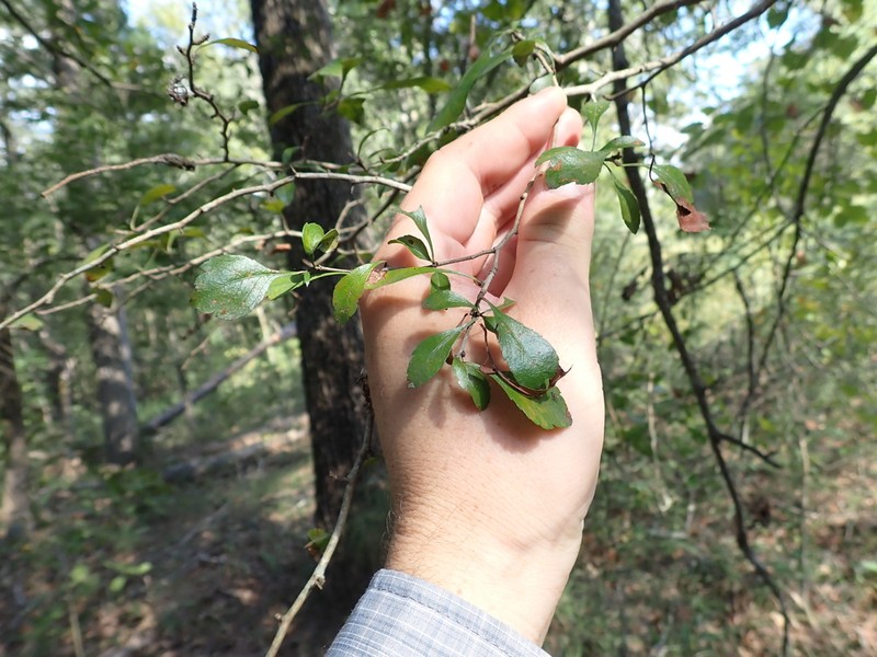 Blueberry Hawthorn photo 7