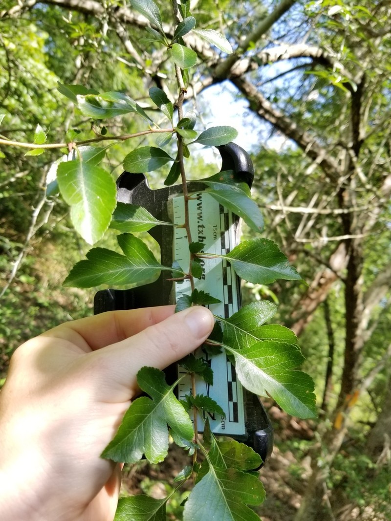 Blueberry Hawthorn photo 8