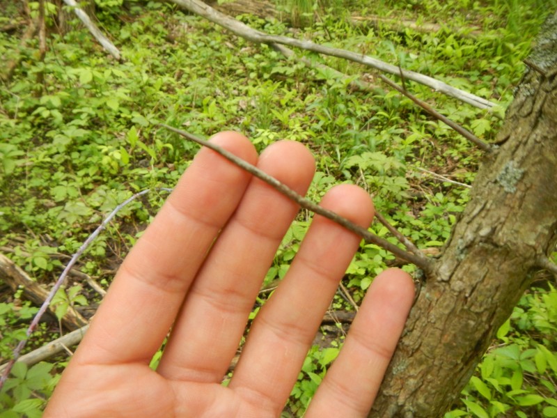 Brainerd's Hawthorn
