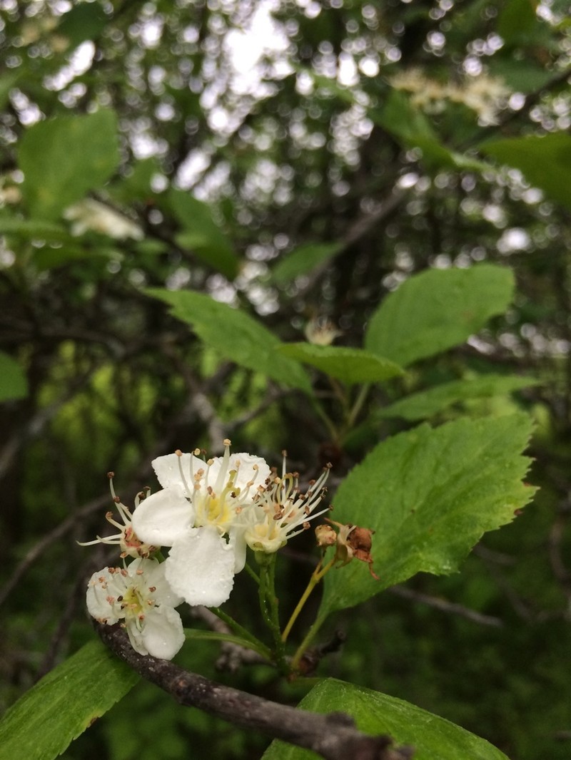Brainerd's Hawthorn photo 2